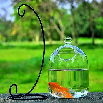 best beta hanging fish bowl