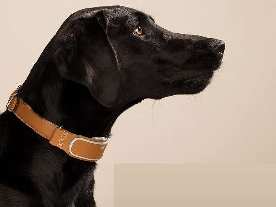 best-dog-gps-tracking-collar