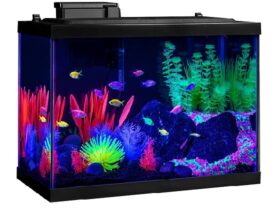 best oscar fish aquarium
