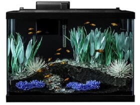 best parrot fish tank