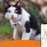 cat-gps-tracker