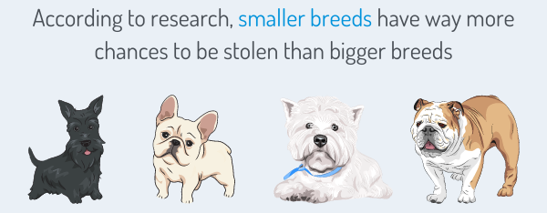 According to research, smaller breeds have way more chances to be stolen than bigger breeds