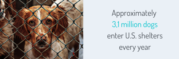 Approximately 3,1 million dogs enter US animal shelters every year (1)