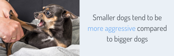 Smaller dogs tend to be more aggressive compared to bigger dogs