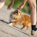 Top 13 Dog Fatality Statistics Released For 2022