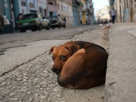 homeless dog statistics