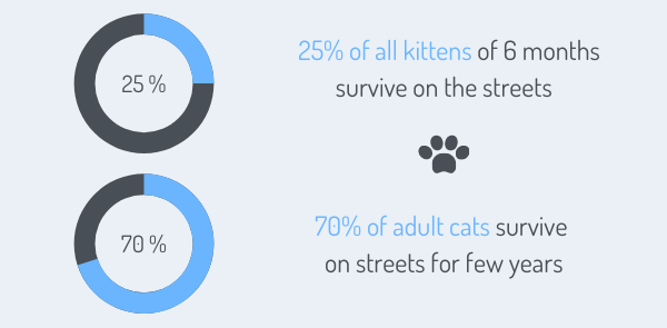 25% of all kittens of 6 months survive on the streets