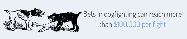 Bets in dogfighting can reach more than $100,000 per fight