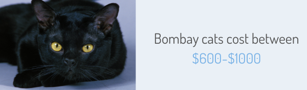 Bombay cats cost between $600-$1000