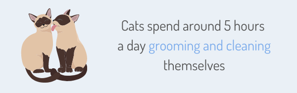 Cats spend around 5 hours a day grooming and cleaning themselves