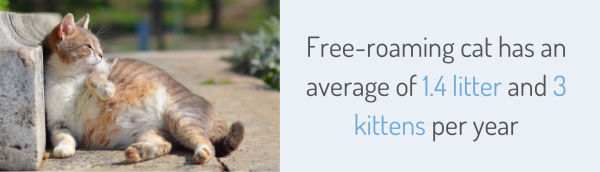 Free-roaming cat has an average of 1.4 litter and 3 kittens per year