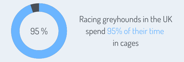 In the UK, racing greyhounds spend 95% of their time in cages