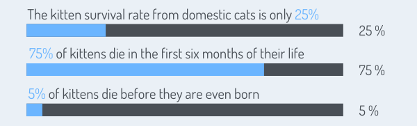 The kitten survival rate from domestic cats is only 25%