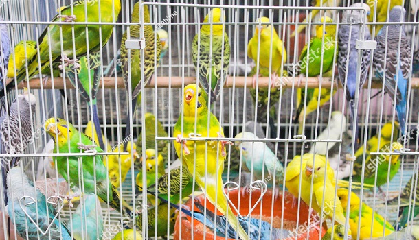 bird flock in cage