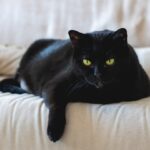 black cat adoption statistics
