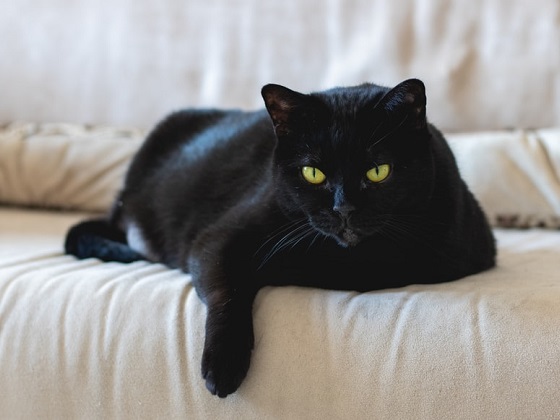 black cat adoption statistics