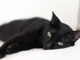 black cat statistics