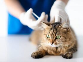 cat euthanasia statistics