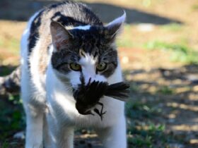 cat killing birds statistics