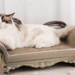 cat-scratcher-furniture