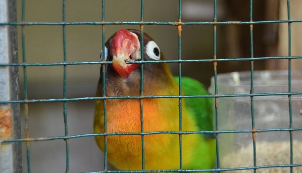 Bird Cage Biting