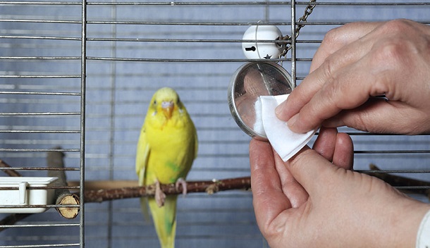 Bird cage cleaning