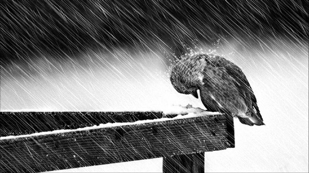 Depressed Lonely bird