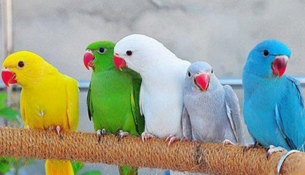 Indian Ringneck Colors