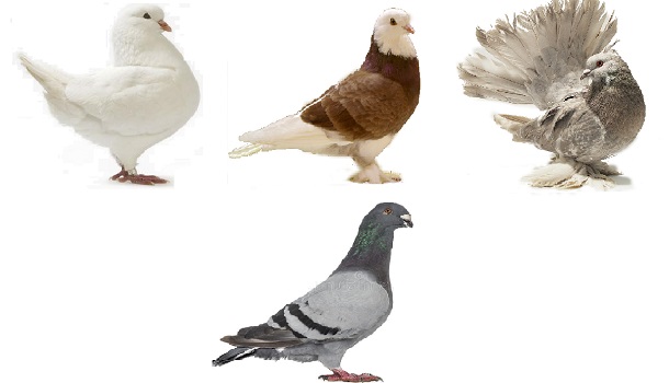 PIgeon Types