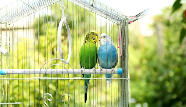 Two birds in one cage