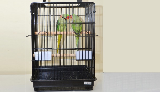 Wrong Indian Ringneck Bird Cage