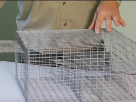 bird trap cage