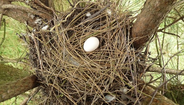 outdoor pigeon nest and egg