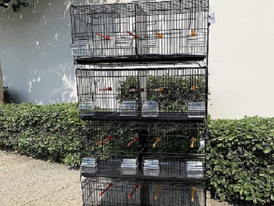 stackable bird cages