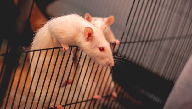 Albino pet rats trying to escape out of their cage