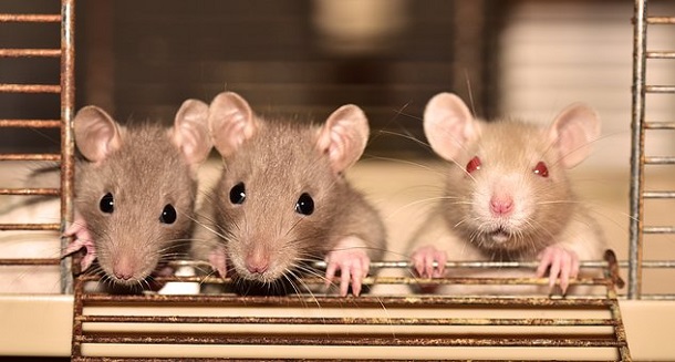 3 rats