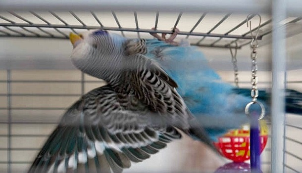 Budgie hanging from cage