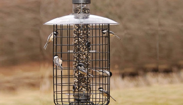 Droll Yankees Bird Feeder Wire Cage Review