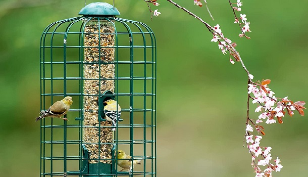 More Birds Bird Feeder Wire Cage Review