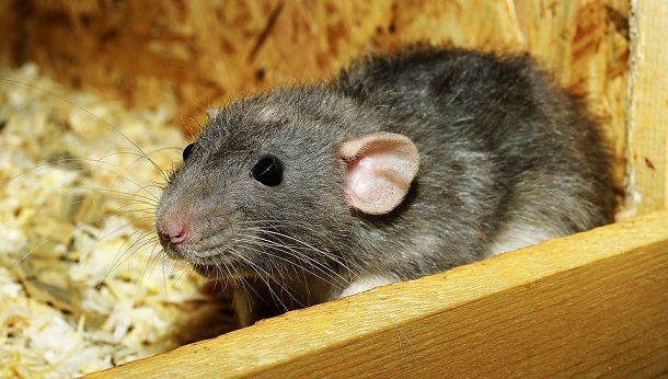rat in cage with bedding