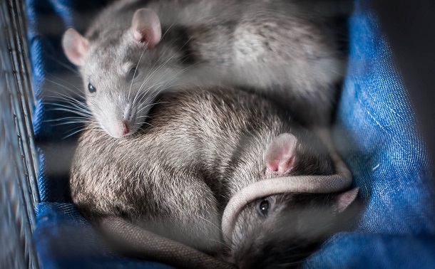 rats with canvas bedding