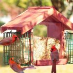 suet-cage-bird-feeders