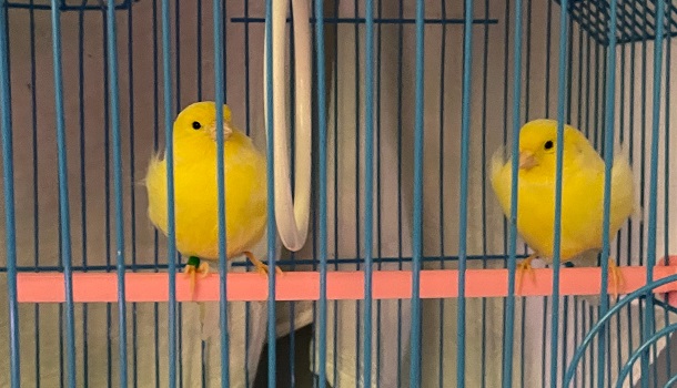 2 Canaries In A Cage