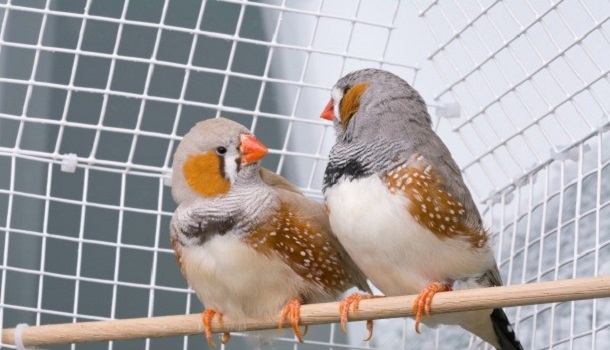 2 finches 1 cage