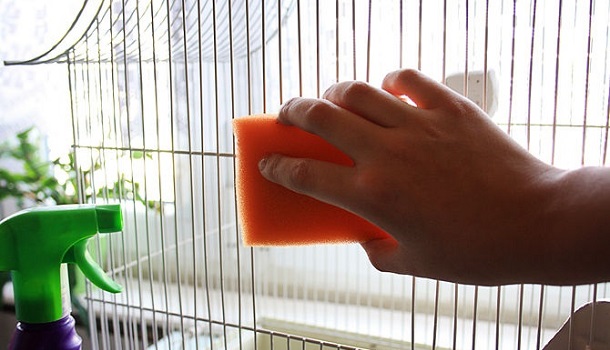 Cleaning A Cage