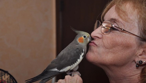 Cockatiel Kisses