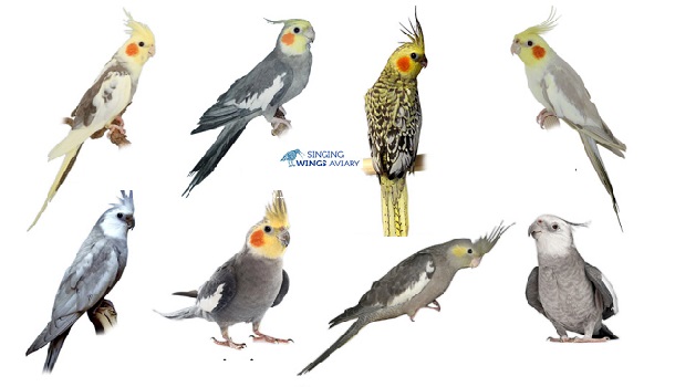 Cockatiel Types