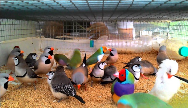 Different Finches In Cage