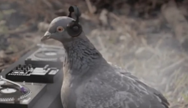 Dj pigeon