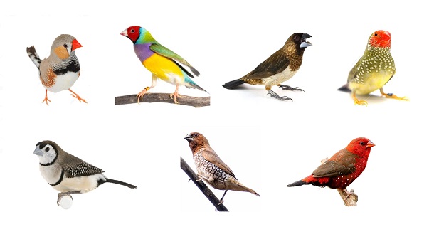 Finch Breeds